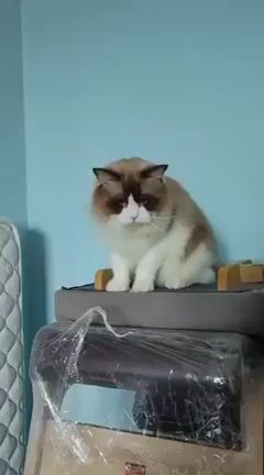 mèo lùn nhập, sung , đực giống nhiều dòng pass gâp. Mua bán Mèo tại Quận 3 Tp Hồ Chí Minh được đăng bởi Kim Phương hình 1