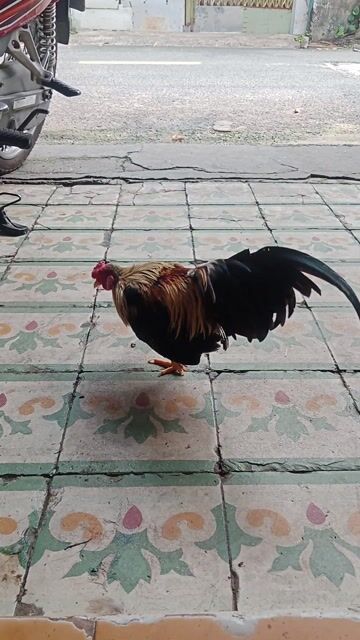 Gà tre Đen Đực. Mua bán Gà tại Quận 12 Tp Hồ Chí Minh được đăng bởi bin đen hình 1