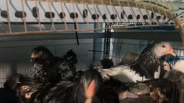 Gà Kỳ Lân giống đa dạng 3-4 tháng. Mua bán Gà tại Thành phố Thủ Đức Tp Hồ Chí Minh được đăng bởi Nguyễn Minh Quân hình 1