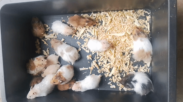 Chuột Hamster Bear Trắng Nâu. Mua bán Thú cưng khác tại Huyện Càng Long Trà Vinh được đăng bởi Vân Lê hình 1