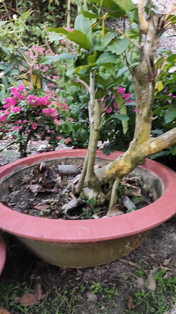 Cây mặt trăng 1.2m dáng Đỗ. Mua bán Cây cảnh, đồ trang trí tại Huyện Gò Dầu Tây Ninh được đăng bởi Dương hình 1