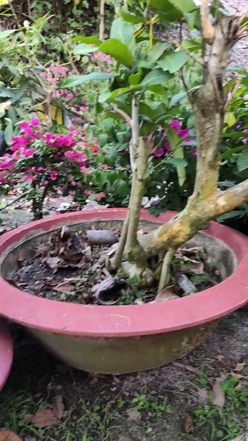 Cây mặt trăng 1.2m dáng Đỗ. Mua bán Cây cảnh, đồ trang trí tại Huyện Gò Dầu Tây Ninh được đăng bởi Dương hình 1