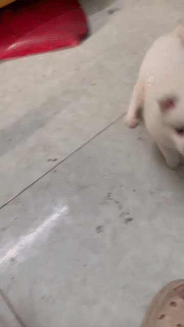 Chó phốc Chihuahua Trắng. Mua bán Chó tại Thành phố Thái Bình Thái Bình được đăng bởi lyvantoan hình 1