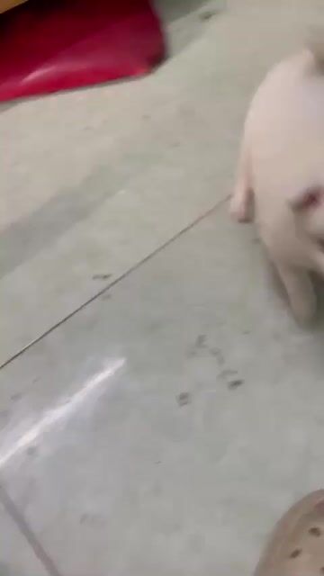 Chó phốc Chihuahua Trắng. Mua bán Chó tại Thành phố Thái Bình Thái Bình được đăng bởi lyvantoan hình 1