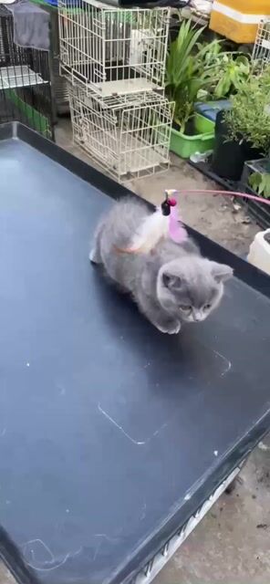 Mèo chân lùn đực cái Vàng Trắng Xám. Mua bán Mèo tại Huyện Bình Chánh Tp Hồ Chí Minh được đăng bởi Pet Mew hình 1