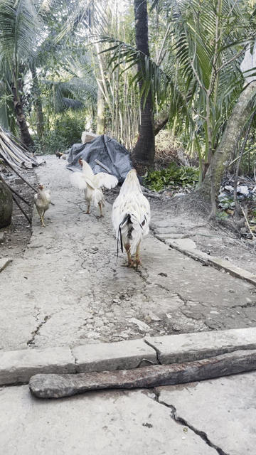 Gà Thái Mỹ Trắng Đực Mùa 2. Mua bán Gà tại Thị xã Cai Lậy Tiền Giang được đăng bởi góc ga dá tien Giang  hình 1