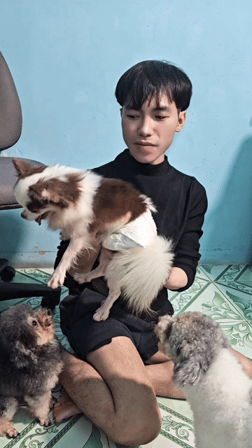 Chó Chihuahua lông dài đực. Mua bán Chó tại Huyện Củ Chi Tp Hồ Chí Minh được đăng bởi Bảo Bảo hình 1