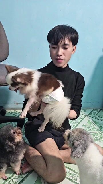 Chó Chihuahua lông dài đực. Mua bán Chó tại Huyện Củ Chi Tp Hồ Chí Minh được đăng bởi Bảo Bảo hình 1