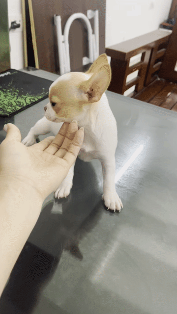 Chó Chihuahua đực 2 tháng đã tiêm. Mua bán Chó tại Huyện Đông Anh Hà Nội được đăng bởi Hân Hân  hình 1