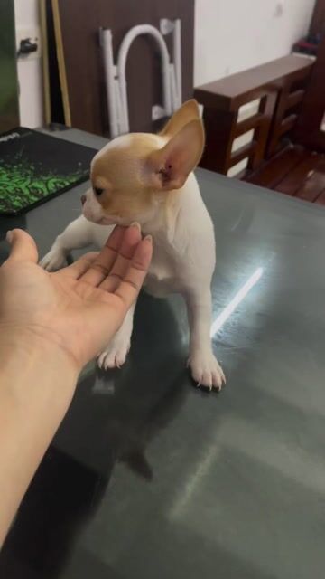 Chó Chihuahua đực 2 tháng đã tiêm. Mua bán Chó tại Huyện Đông Anh Hà Nội được đăng bởi Hân Hân  hình 1