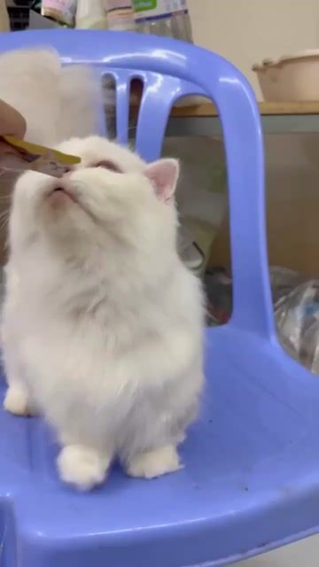 mèo Munchkin cái, lùn,trắng, lông dài, tai cụp. Mua bán Mèo tại Thành phố Thủ Đức Tp Hồ Chí Minh được đăng bởi Tên chưa cung cấp hình 1