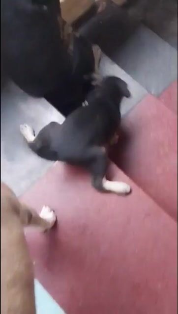 Chó cỏ Đen, Bò sữa đã ăn cơm. Mua bán Chó tại Thành phố Thủ Đức Tp Hồ Chí Minh được đăng bởi Phan Thành Nhân hình 1