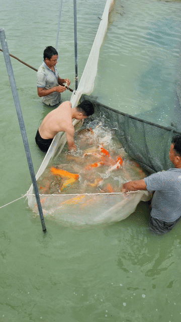 CHUYÊN CUNG CẤP KOI SỈ LẺ. Mua bán Thú cưng khác tại Thành phố Thủ Đức Tp Hồ Chí Minh được đăng bởi Thiên Anh hình 1