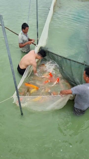 CHUYÊN CUNG CẤP KOI SỈ LẺ. Mua bán Thú cưng khác tại Thành phố Thủ Đức Tp Hồ Chí Minh được đăng bởi Thiên Anh hình 1
