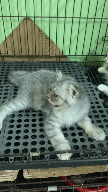 Mèo anh lông xù màu silver tabby. Mua bán Mèo tại Quận Gò Vấp Tp Hồ Chí Minh được đăng bởi Nga Nguyễn hình 1
