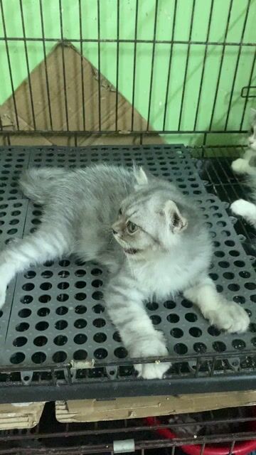 Mèo anh lông xù màu silver tabby. Mua bán Mèo tại Quận Gò Vấp Tp Hồ Chí Minh được đăng bởi Nga Nguyễn hình 1