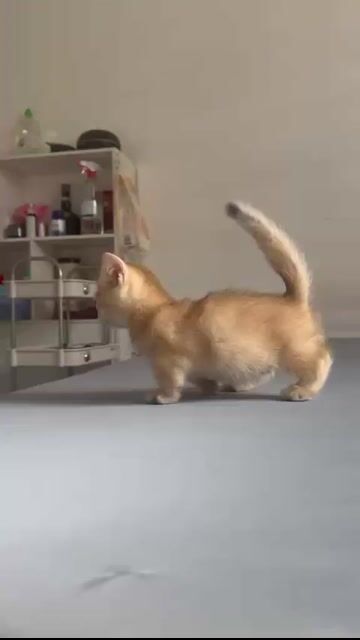 Mèo Munchkin đực 2 tháng. Mua bán Mèo tại Quận 8 Tp Hồ Chí Minh được đăng bởi Ngọc Ngọc  hình 1