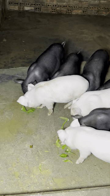 Heo mọi lai 8-10kg Đen, hồng. Mua bán Thú cưng khác tại Quận 12 Tp Hồ Chí Minh được đăng bởi Đại Farm hình 1