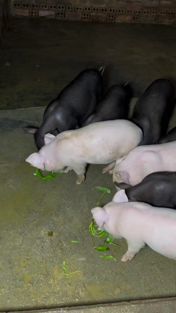 Heo mọi lai 8-10kg Đen, hồng. Mua bán Thú cưng khác tại Quận 12 Tp Hồ Chí Minh được đăng bởi Đại Farm hình 1
