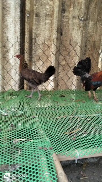 Gà Cuban Mỹ Trống + mái 1.2kg. Mua bán Gà tại Thị xã Phú Mỹ Bà Rịa - Vũng Tàu được đăng bởi Taikieubaria hình 1