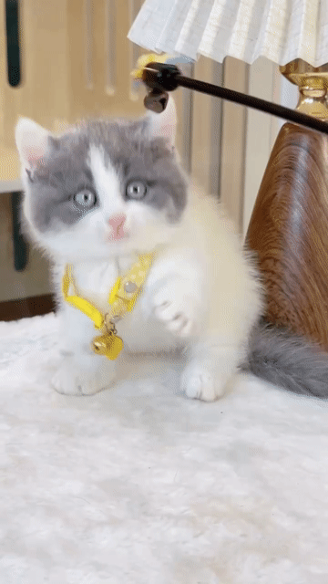 Mèo Munchkin bicolor chân lùn cái siêu xinh. Mua bán Mèo tại Thành phố Thủ Đức Tp Hồ Chí Minh được đăng bởi Âu Minh Huy hình 1