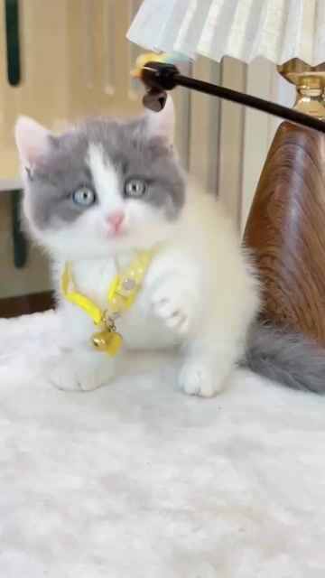 Mèo Munchkin bicolor chân lùn cái siêu xinh. Mua bán Mèo tại Thành phố Thủ Đức Tp Hồ Chí Minh được đăng bởi Âu Minh Huy hình 1
