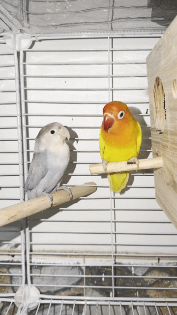 Chim Lovebird Cặp Vàng cam, Xám tím đang sinh sản. Mua bán Chim tại Thành phố Thái Bình Thái Bình được đăng bởi Kenna hình 1