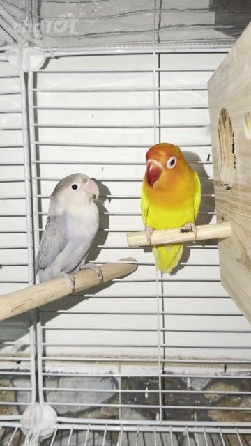 Chim Lovebird Cặp Vàng cam, Xám tím đang sinh sản. Mua bán Chim tại Thành phố Thái Bình Thái Bình được đăng bởi Kenna hình 1