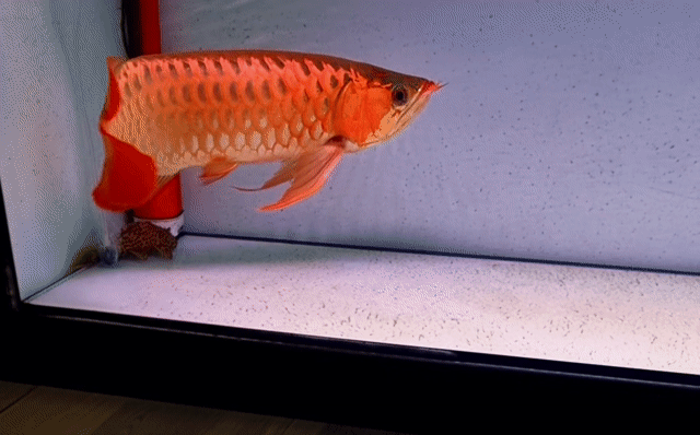 Cá huyết long 50cm đỏ. Mua bán Thú cưng khác tại Quận Tân Phú Tp Hồ Chí Minh được đăng bởi Quang Duong hình 1