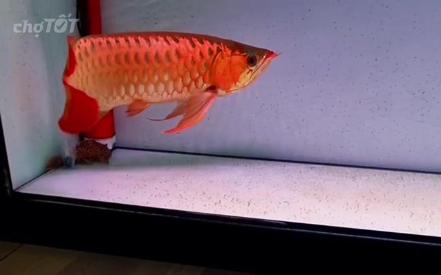 Cá huyết long 50cm đỏ. Mua bán Thú cưng khác tại Quận Tân Phú Tp Hồ Chí Minh được đăng bởi Quang Duong hình 1
