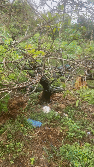 Mai vàng cổ thụ gốc già. Mua bán Cây cảnh, đồ trang trí tại Huyện Phú Hòa Phú Yên được đăng bởi Sơn Nhật hình 1