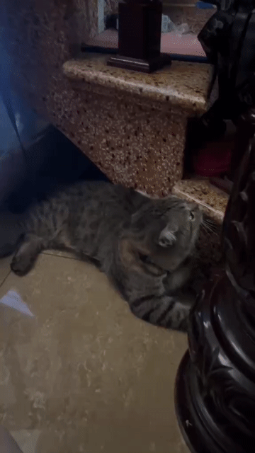 Mèo ALN brown tabby đực. Mua bán Mèo tại Quận Thanh Xuân Hà Nội được đăng bởi thủy trần thị thu hình 1