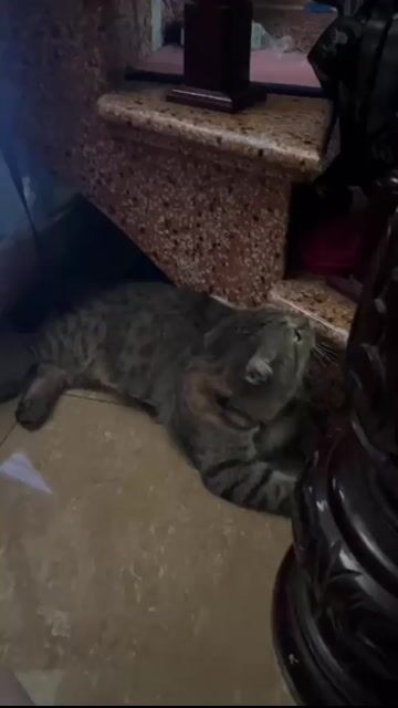 Mèo ALN brown tabby đực. Mua bán Mèo tại Quận Thanh Xuân Hà Nội được đăng bởi thủy trần thị thu hình 1