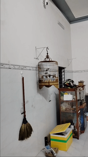 Cây cảnh Xanh, tím Cây thật. Mua bán Cây cảnh, đồ trang trí tại Huyện Núi Thành Quảng Nam được đăng bởi Vanhung Doan hình 1