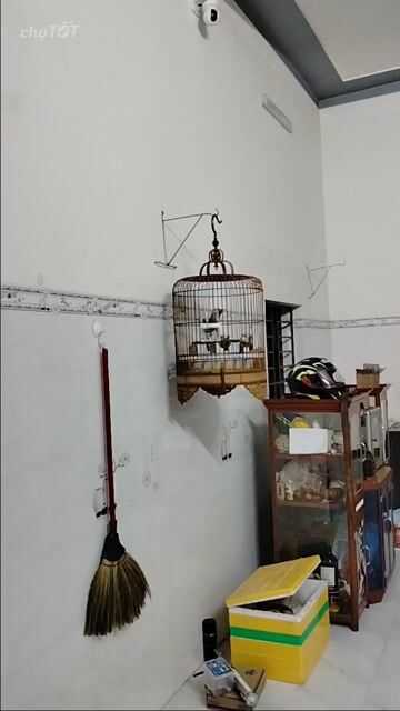 Cây cảnh Xanh, tím Cây thật. Mua bán Cây cảnh, đồ trang trí tại Huyện Núi Thành Quảng Nam được đăng bởi Vanhung Doan hình 1