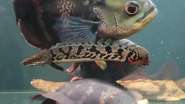 Cá cửu sừng Ngọc bích 15-20cm. Mua bán Thú cưng khác tại Thành phố Thủ Đức Tp Hồ Chí Minh được đăng bởi Lê Văn Đệ hình 1