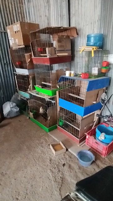 chuồng gà. Mua bán Phụ kiện, Thức ăn, Dịch vụ tại Quận 10 Tp Hồ Chí Minh được đăng bởi mê gà tre hình 1