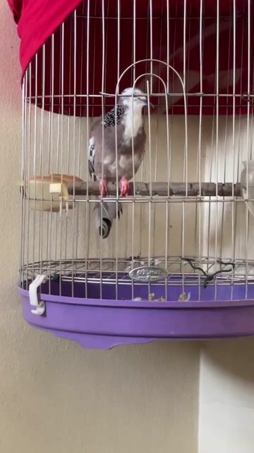 Chim cu gáy. Mua bán Chim tại Huyện Đông Anh Hà Nội được đăng bởi A quyên hình 1