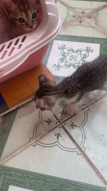Mèo lai ALN Tabby trắng Tai cụp. Mua bán Mèo tại Quận Tân Phú Tp Hồ Chí Minh được đăng bởi Bầu trời hình 1