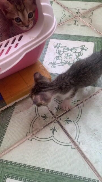 Mèo lai ALN Tabby trắng Tai cụp. Mua bán Mèo tại Quận Tân Phú Tp Hồ Chí Minh được đăng bởi Bầu trời hình 1