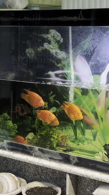 5Cá hồng két đỏ to bằng bàn tay full đỏ ko đốm đen. Mua bán Thú cưng khác tại Quận 7 Tp Hồ Chí Minh được đăng bởi Minh Hòa hình 1