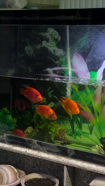 5Cá hồng két đỏ to bằng bàn tay full đỏ ko đốm đen. Mua bán Thú cưng khác tại Quận 7 Tp Hồ Chí Minh được đăng bởi Minh Hòa hình 1