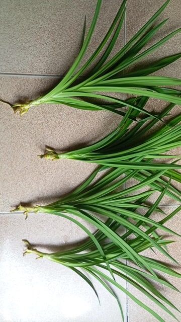 Cây giống Lá dứa nếp. Mua bán Cây cảnh, đồ trang trí tại Thị xã Điện Bàn Quảng Nam được đăng bởi Đồ Thanh Lý 2hand hình 1
