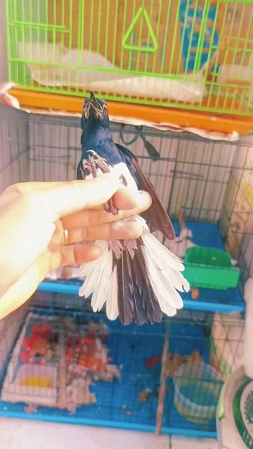 Choè Than Bổi Mẫu hót. Mua bán Chim tại Quận Gò Vấp Tp Hồ Chí Minh được đăng bởi Gas Bình Minh hình 1