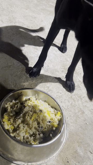 Chó Malinois 1 tuổi Cần Thơ. Mua bán Chó tại Quận Thốt Nốt Cần Thơ được đăng bởi Huỳnh Nghĩa hình 1