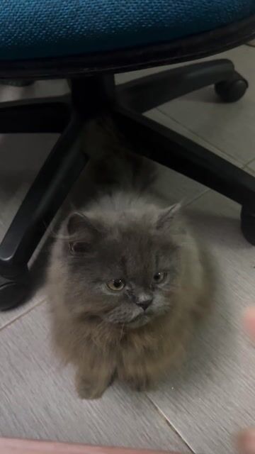 Mèo Anh lông dài Xám xanh đực 8 tháng. Mua bán Mèo tại Quận Hai Bà Trưng Hà Nội được đăng bởi Trang Nguyễn hình 1