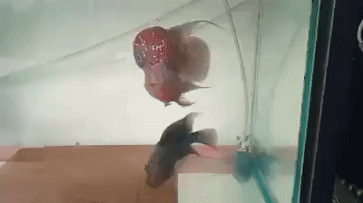 Cá la hán Đỏ Xám cá con mini. Mua bán Thú cưng khác tại Quận 7 Tp Hồ Chí Minh được đăng bởi La Hán Cùi Bắp hình 1