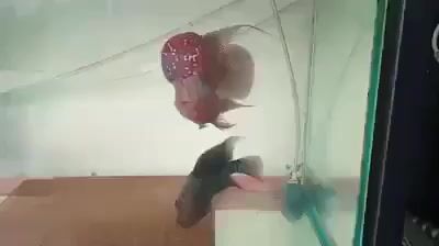 Cá la hán Đỏ Xám cá con mini. Mua bán Thú cưng khác tại Quận 7 Tp Hồ Chí Minh được đăng bởi La Hán Cùi Bắp hình 1