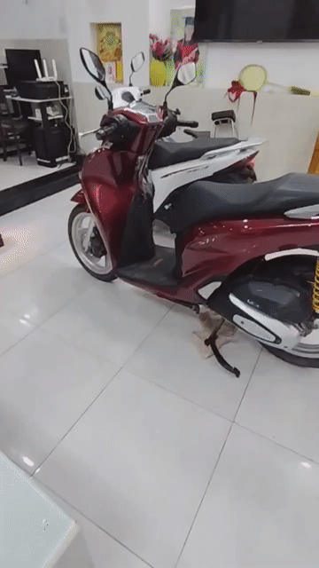 Honda SH 125i CBS 2022 Đỏ 26556km. Mua bán Xe máy tại Quận 7 Tp Hồ Chí Minh được đăng bởi Xưởng giày dép sandal hình 1