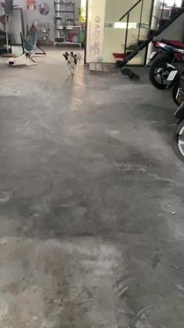 bán cặp chó chăn cừu thuần chủng. Mua bán Chó tại Thị xã Bến Cát Bình Dương được đăng bởi Đỗ Phương Tú hình 1